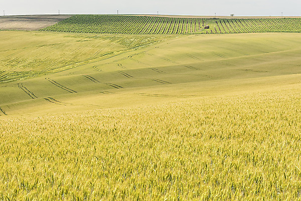 포토 JPG 주간 해외풍경 해외 유럽 여행 자연 풍경 초원 사람없음 야외 보리 체코 보리밭 모라비아 국내포토 자연요소 나라 밭 곡류 생태계 파일형식