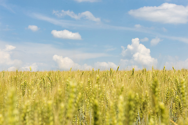 포토 JPG 주간 구름 해외풍경 해외 유럽 여행 자연 하늘 풍경 초원 사람없음 야외 맑음 보리 체코 보리밭 모라비아 국내포토 자연요소 나라 밭 날씨 곡류 생태계 파일형식