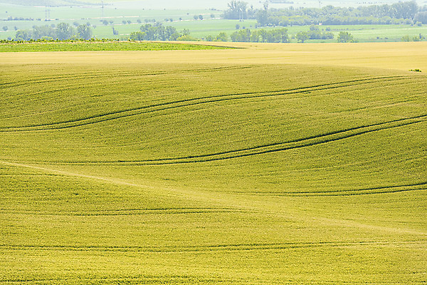 포토 JPG 주간 나무 해외풍경 해외 유럽 여행 자연 풍경 초원 사람없음 야외 체코 모라비아 국내포토 자연요소 식물 나라 생태계 파일형식