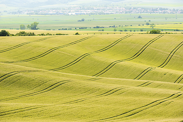 포토 JPG 주간 나무 해외풍경 해외 유럽 여행 자연 풍경 초원 사람없음 야외 체코 모라비아 국내포토 자연요소 식물 나라 생태계 파일형식