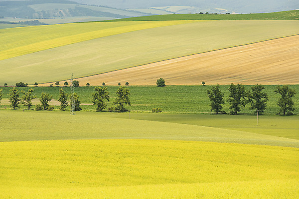 포토 JPG 주간 나무 해외풍경 해외 유럽 여행 자연 풍경 초원 사람없음 야외 체코 모라비아 국내포토 자연요소 식물 나라 생태계 파일형식