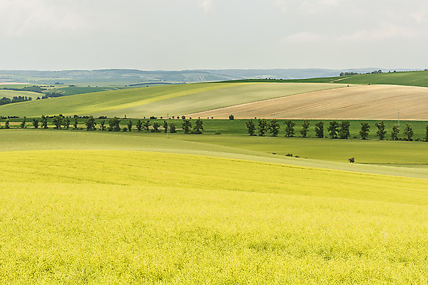 포토 JPG 주간 나무 해외풍경 해외 유럽 여행 자연 풍경 초원 사람없음 야외 체코 모라비아 국내포토 자연요소 식물 나라 생태계 파일형식