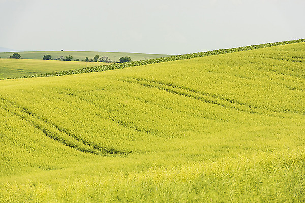 포토 JPG 주간 해외풍경 해외 유럽 여행 자연 풍경 초원 사람없음 야외 체코 모라비아 국내포토 자연요소 나라 생태계 파일형식