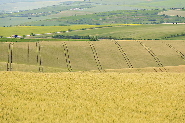 포토 JPG 주간 나무 해외풍경 해외 유럽 여행 자연 풍경 초원 사람없음 야외 체코 모라비아 국내포토 자연요소 식물 나라 생태계 파일형식