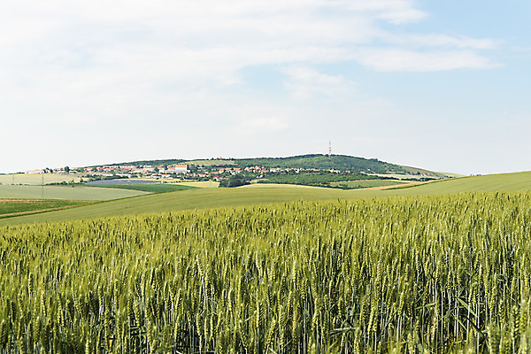 포토 JPG 주간 해외풍경 해외 유럽 여행 자연 풍경 초원 사람없음 야외 체코 모라비아 국내포토 자연요소 나라 생태계 파일형식