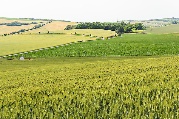 포토 JPG 주간 나무 해외풍경 해외 유럽 여행 자연 풍경 초원 사람없음 야외 성당 체코 모라비아 국내포토 자연요소 식물 나라 종교건축 생태계 파일형식