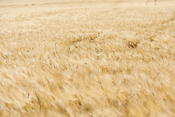 포토 JPG 주간 해외풍경 해외 유럽 여행 자연 풍경 초원 사람없음 야외 보리 체코 보리밭 모라비아 국내포토 자연요소 나라 밭 곡류 생태계 파일형식