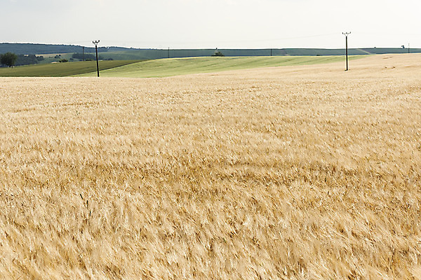 포토 JPG 주간 해외풍경 해외 유럽 여행 자연 풍경 초원 사람없음 야외 전봇대 보리 체코 보리밭 모라비아 국내포토 자연요소 공공시설 나라 밭 곡류 생태계 파일형식