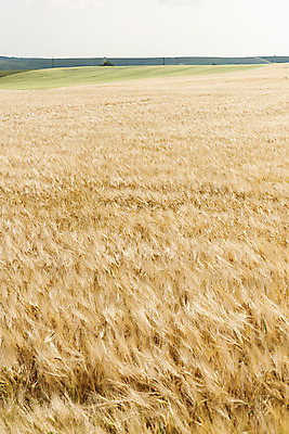 포토 JPG 주간 해외풍경 해외 유럽 여행 자연 풍경 초원 사람없음 야외 보리 체코 보리밭 모라비아 국내포토 자연요소 나라 밭 곡류 생태계 파일형식