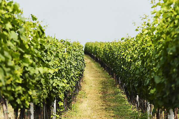 포토 JPG 주간 나무 구름 해외풍경 해외 유럽 길 여행 자연 하늘 풍경 초원 사람없음 야외 맑음 포도나무 체코 모라비아 국내포토 자연요소 식물 나라 날씨 과일나무 생태계 파일형식