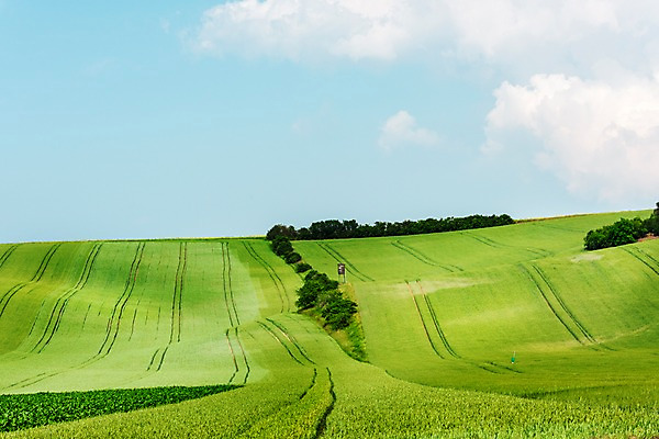 포토 JPG 주간 나무 구름 해외풍경 해외 유럽 여행 자연 하늘 풍경 초원 사람없음 야외 맑음 체코 모라비아 국내포토 자연요소 식물 나라 날씨 생태계 파일형식