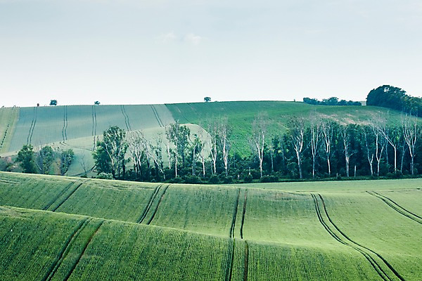 포토 JPG 주간 나무 구름 해외풍경 해외 유럽 여행 자연 하늘 풍경 초원 사람없음 야외 맑음 체코 모라비아 국내포토 자연요소 식물 나라 날씨 생태계 파일형식