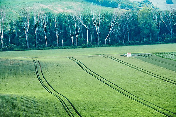 포토 JPG 주간 나무 해외풍경 해외 유럽 여행 자연 풍경 초원 사람없음 야외 체코 모라비아 국내포토 자연요소 식물 나라 생태계 파일형식