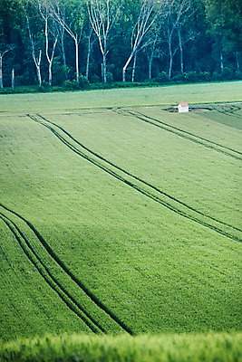 포토 JPG 주간 나무 해외풍경 해외 유럽 여행 자연 풍경 초원 사람없음 야외 체코 모라비아 국내포토 자연요소 식물 나라 생태계 파일형식