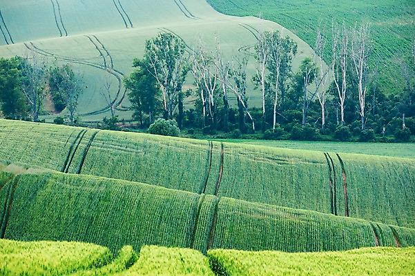 포토 JPG 주간 나무 해외풍경 해외 유럽 여행 자연 풍경 초원 사람없음 야외 체코 모라비아 국내포토 자연요소 식물 나라 생태계 파일형식