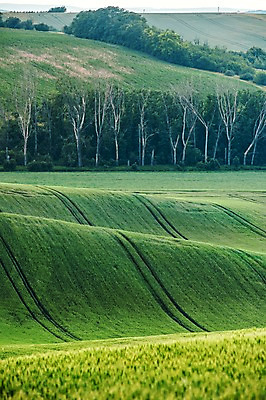 포토 JPG 주간 나무 해외풍경 해외 유럽 여행 자연 풍경 초원 사람없음 야외 체코 모라비아 국내포토 자연요소 식물 나라 생태계 파일형식