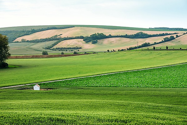 포토 JPG 주간 나무 해외풍경 해외 유럽 여행 자연 풍경 초원 사람없음 야외 체코 모라비아 국내포토 자연요소 식물 나라 생태계 파일형식