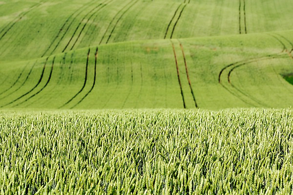 포토 JPG 주간 해외풍경 해외 유럽 여행 자연 풍경 초원 사람없음 야외 보리 체코 보리밭 모라비아 국내포토 자연요소 나라 밭 곡류 생태계 파일형식