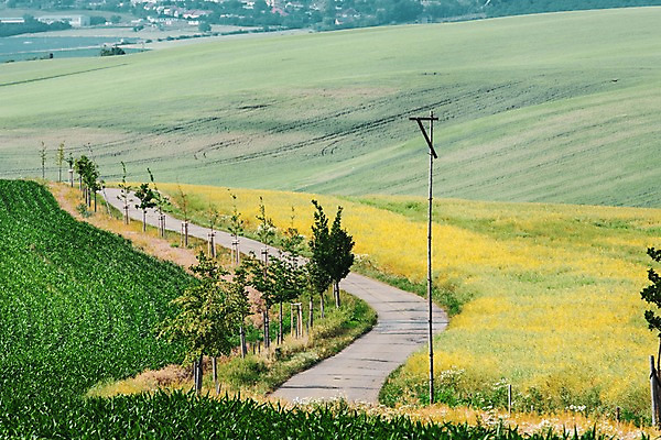 포토 JPG 주간 해외풍경 해외 유럽 길 여행 자연 풍경 초원 사람없음 야외 전봇대 체코 모라비아 국내포토 자연요소 공공시설 나라 생태계 파일형식