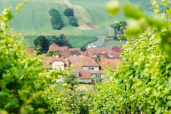 포토 JPG 주간 나무 해외풍경 해외 유럽 여행 자연 주택 풍경 초원 사람없음 야외 아웃포커스 체코 모라비아 국내포토 자연요소 식물 나라 촬영기법 건물 생태계 파일형식