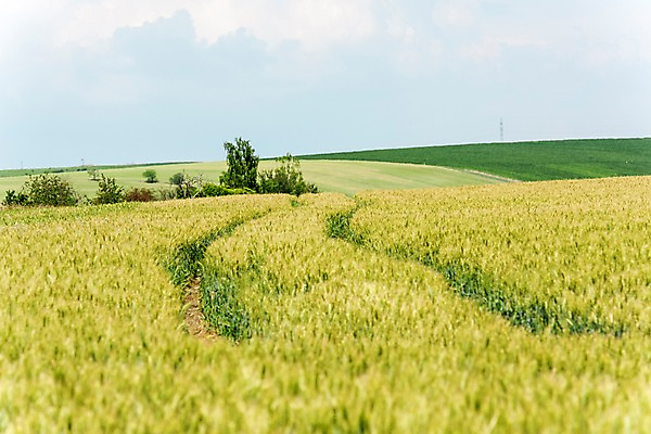 포토 JPG 주간 나무 해외풍경 해외 유럽 여행 자연 풍경 초원 사람없음 야외 체코 모라비아 국내포토 자연요소 식물 나라 생태계 파일형식