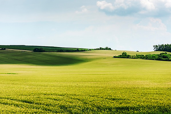 포토 JPG 주간 나무 해외풍경 해외 유럽 여행 자연 풍경 초원 사람없음 야외 체코 모라비아 국내포토 자연요소 식물 나라 생태계 파일형식
