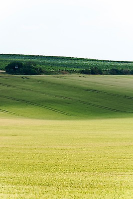 포토 JPG 주간 나무 해외풍경 해외 유럽 여행 자연 풍경 초원 사람없음 야외 체코 모라비아 국내포토 자연요소 식물 나라 생태계 파일형식