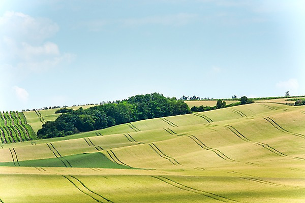 포토 JPG 주간 나무 해외풍경 해외 유럽 여행 자연 풍경 초원 사람없음 야외 체코 모라비아 국내포토 자연요소 식물 나라 생태계 파일형식