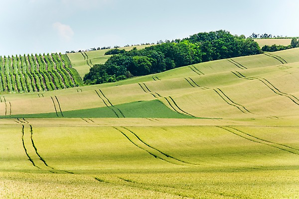 포토 JPG 주간 나무 해외풍경 해외 유럽 여행 자연 풍경 초원 사람없음 야외 체코 모라비아 국내포토 자연요소 식물 나라 생태계 파일형식