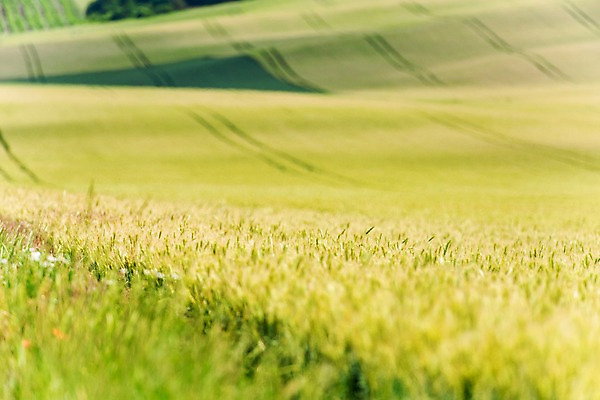 포토 JPG 주간 해외풍경 해외 유럽 여행 자연 풍경 초원 사람없음 야외 보리 체코 보리밭 모라비아 국내포토 자연요소 나라 밭 곡류 생태계 파일형식