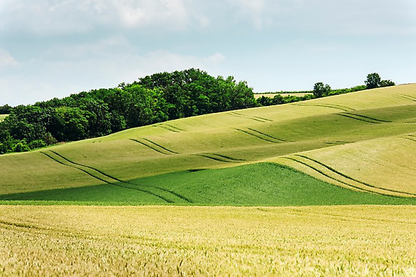 포토 JPG 주간 나무 해외풍경 해외 유럽 여행 자연 풍경 초원 사람없음 야외 체코 모라비아 국내포토 자연요소 식물 나라 생태계 파일형식