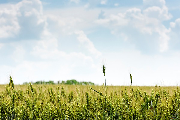 포토 JPG 주간 구름 해외풍경 해외 유럽 여행 자연 하늘 풍경 초원 사람없음 야외 맑음 보리 체코 보리밭 모라비아 국내포토 자연요소 나라 밭 날씨 곡류 생태계 파일형식