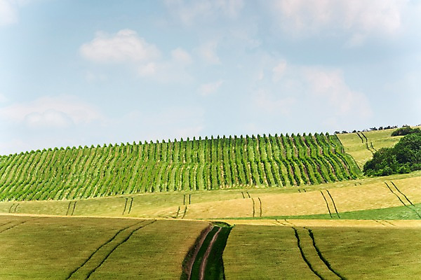포토 JPG 주간 나무 구름 해외풍경 해외 유럽 여행 밭 자연 하늘 풍경 초원 사람없음 야외 맑음 체코 모라비아 국내포토 자연요소 식물 나라 농업 날씨 생태계 파일형식