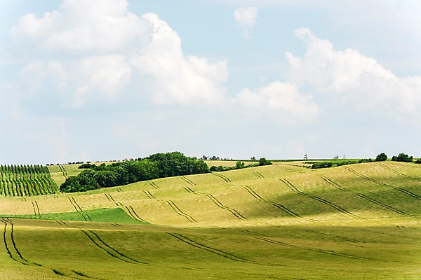포토 JPG 주간 나무 구름 해외풍경 해외 유럽 여행 자연 하늘 풍경 초원 사람없음 야외 맑음 체코 모라비아 국내포토 자연요소 식물 나라 날씨 생태계 파일형식