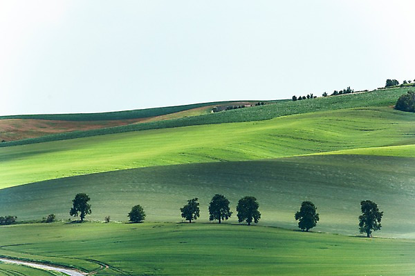 포토 JPG 주간 나무 해외풍경 해외 유럽 여행 자연 풍경 초원 사람없음 야외 체코 모라비아 국내포토 자연요소 식물 나라 생태계 파일형식