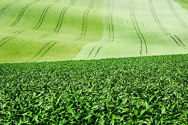 포토 JPG 주간 해외풍경 해외 유럽 여행 자연 풍경 초원 사람없음 야외 체코 모라비아 국내포토 자연요소 나라 생태계 파일형식