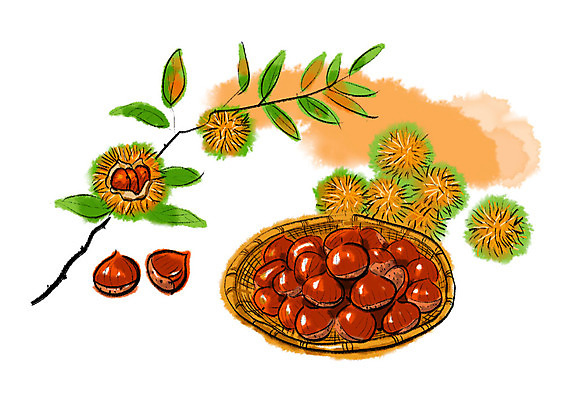 PSD 일러스트 캘리그라피 붓터치 사람없음 바구니 추석 여러개 수확 가을 나뭇가지 밤 밤송이 가득함 번짐 밤나무 슈퍼푸드 국내일러스트 나무 계절 명절 다수 농업 견과류 밤_견과류 건강식품 파일형식 효과