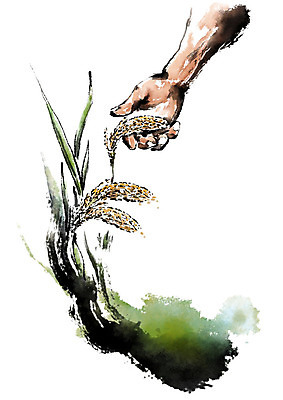 PSD 손 남자 일러스트 캘리그라피 붓터치 한명 사람 성인 신체부위 만지기 벼 농부 번짐 논농사 국내일러스트 직업 1 모션 곡류 농사 파일형식 효과