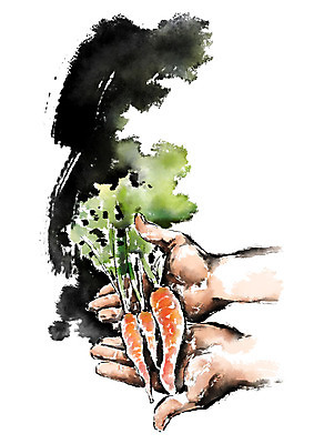 PSD 손 남자 일러스트 캘리그라피 붓터치 한명 들기 사람 성인 신체부위 농작물 흙 당근 수확 농부 번짐 국내일러스트 직업 1 농업 모션 뿌리채소 파일형식 효과