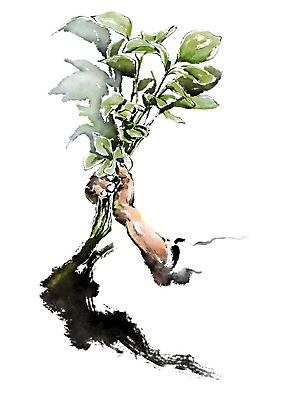 PSD 손 남자 일러스트 캘리그라피 붓터치 한명 사람 성인 신체부위 농작물 수확 잡기 농부 번짐 한다발 뽑기 국내일러스트 직업 1 농업 모션 파일형식 효과