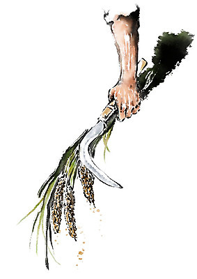 PSD 손 남자 일러스트 캘리그라피 붓터치 한명 사람 성인 신체부위 벼 잡기 농부 자르기 이삭 번짐 낫 국내일러스트 직업 1 모션 곡류 파일형식 효과