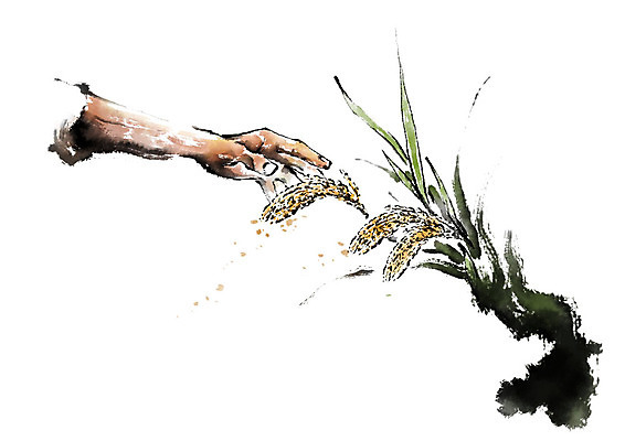 PSD 손 남자 일러스트 캘리그라피 붓터치 한명 사람 성인 신체부위 농사 만지기 벼 농부 번짐 논농사 국내일러스트 직업 1 농업 모션 곡류 파일형식 효과