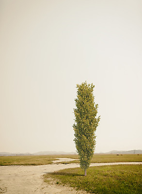 PSD 나무 편집이미지 계절 백그라운드 자연 한그루 풍경 초원 사람없음 가을풍경 가을 들풀 디지털합성 흙길 이미지편집 식물 1 길 흙 생태계 파일형식 가을_계절