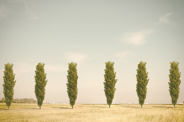 PSD 나무 구름 편집이미지 계절 백그라운드 자연 하늘 여러그루 풍경 초원 사람없음 가을풍경 가을 농촌 시골 디지털합성 일렬 이미지편집 자연요소 식물 다수 생태계 파일형식 가을_계절