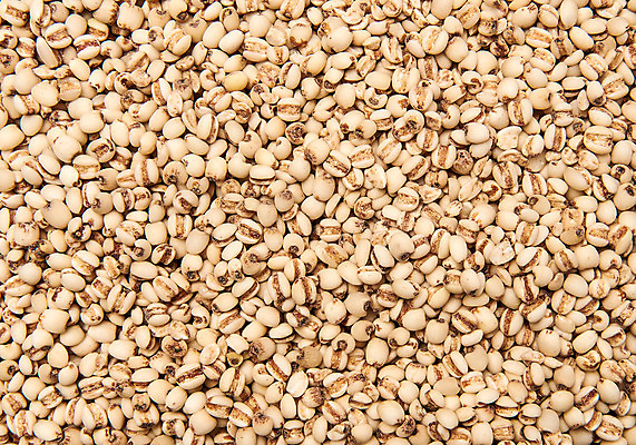 포토 JPG 스튜디오촬영 곡류 실내 근접촬영 사람없음 추수 잡곡 율무 국내포토 뷰포인트 농업 내부 파일형식