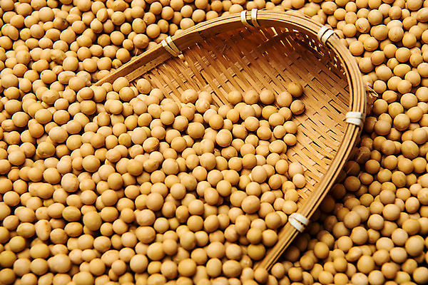 포토 JPG 스튜디오촬영 콩 곡류 실내 근접촬영 사람없음 추수 키_도구 잡곡 대두 국내포토 뷰포인트 농업 내부 도구 파일형식