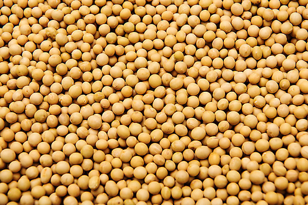 포토 JPG 스튜디오촬영 콩 곡류 실내 근접촬영 사람없음 추수 잡곡 대두 국내포토 뷰포인트 농업 내부 파일형식