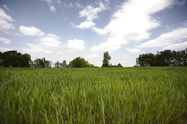 포토 JPG 해외이미지 나무 구름 계절 전통문화 밭 농업 하늘 그림자 옥수수 풍경 사람없음 초록색 여름 농장 봄 줄무늬 가을 농촌 구멍 작음 땅 심플 일렬 평야 호밀 수평선 해외202004 해외포토 자연요소 식물 전통 산업 문화 컬러 무늬 자연 곡류 시골 크기 파일형식 이미지허브