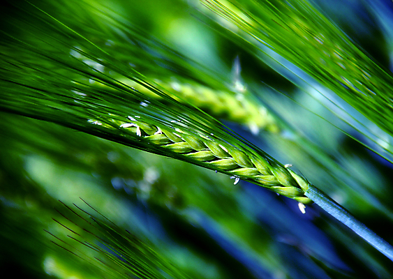 포토 JPG 해외이미지 식물 계절 음식 빵 여행 백그라운드 밭 농업 자연 날씨 씨앗 사람없음 초록색 여름 빛 농작물 농장 노란색 봄 수확 성장 시골 낟알 땅 시리얼 밀 보리 내추럴 강렬 밭일 호밀 해외202004 해외포토 산업 컬러 곡류 생태계 파일형식 이미지허브
