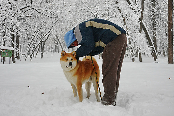 포토 JPG 해외이미지 주간 전신 한마리 남자 반려견 겨울 숙이기 한명 성인 야외 옆모습 산책 눈 강아지 목줄 쌓인눈 성인남자한명만 해외202004 채우기 아키타견 해외포토 자연요소 1 계절 뷰포인트 포즈 모션 날씨 휴식 사람 반려동물 개 남자한명만 성인남자만 파일형식 반려용품 이미지허브